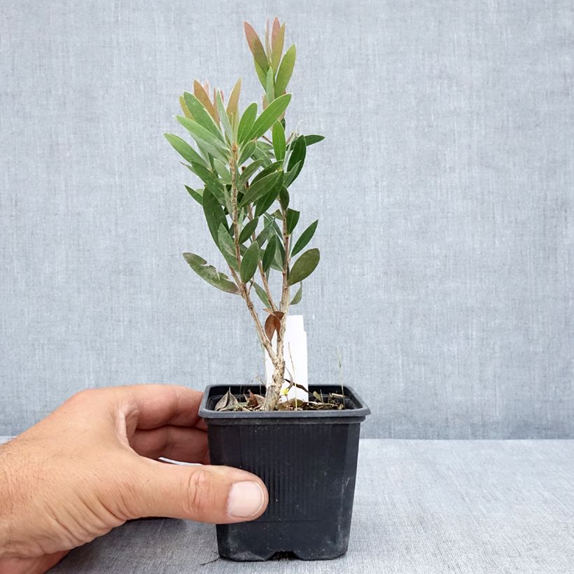 Exemplaar van Callistemon Inferno - Lampenpoetser Kweekpotje van 8/9 cm zoals geleverd in de zomer