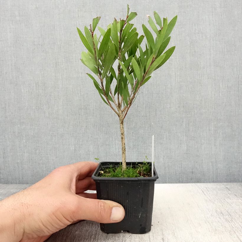 Exemplaar van Callistemon Inferno - Lampenpoetser Kweekpotje van 8/9 cm zoals geleverd in de lente