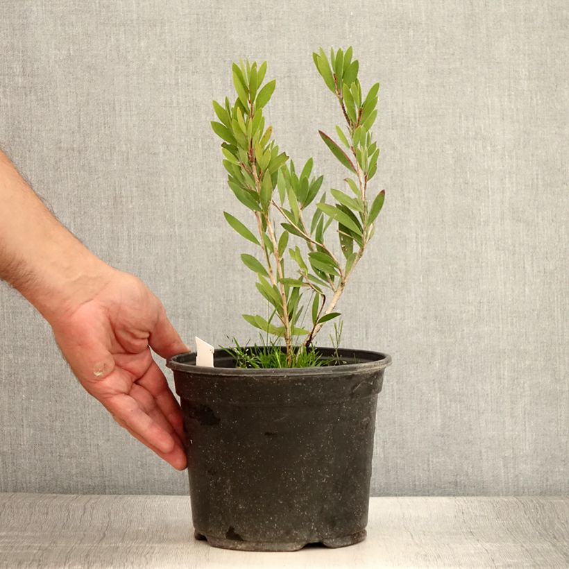 Exemplaar van Callistemon Inferno - Lampenpoetser Pot van 3 l/4 l zoals geleverd in de zomer