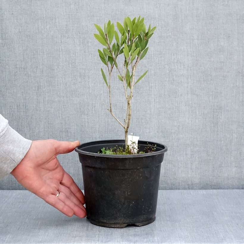 Exemplaar van Callistemon Inferno - Lampenpoetser Pot van 3 l/4 l zoals geleverd in de lente