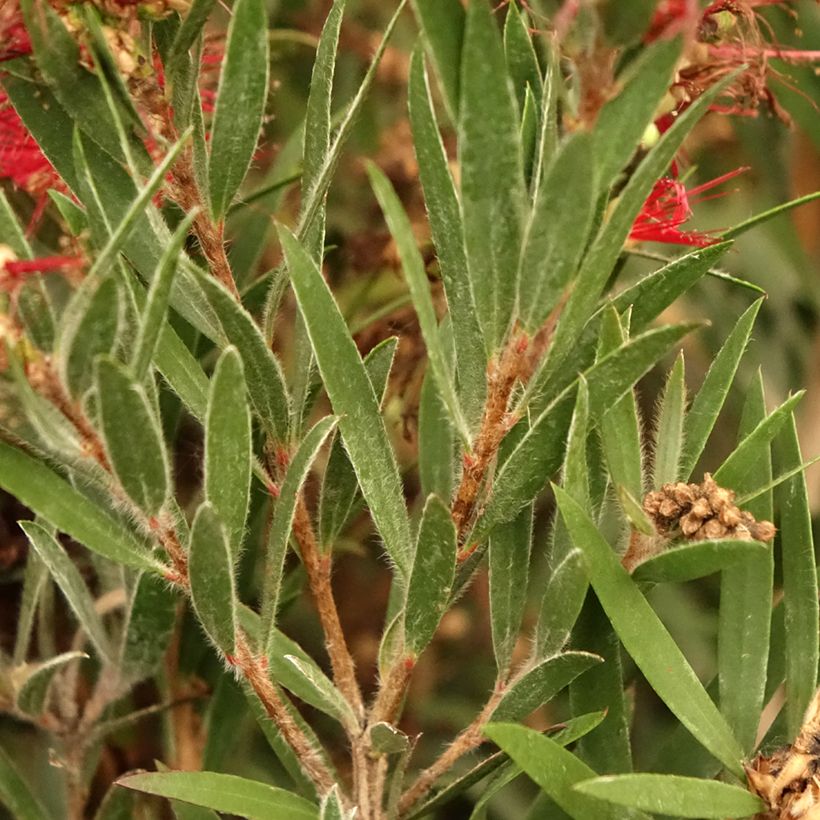 Callistemon masotti Mini Red - Lampenpoetser (Blad)