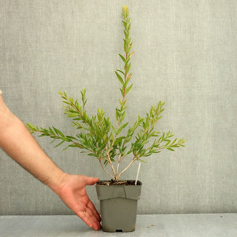 Exemplaar van Callistemon Outback Fire - Lampenpoetser Pot van 2 l/3 l zoals geleverd in de zomer
