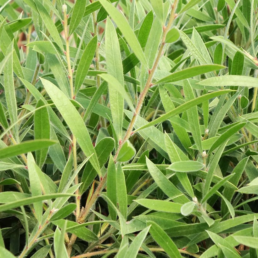 Callistemon Outback Flame - Lampenpoetser (Blad)