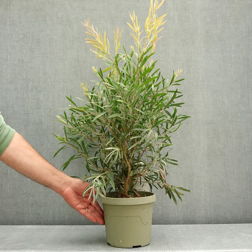 Exemplaar van Callistemon Outback Flame - Lampenpoetser Pot van 3 l/4 l zoals geleverd in de lente