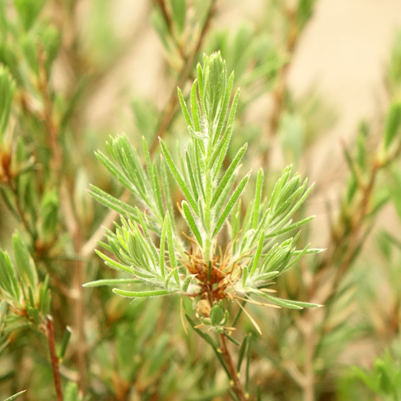 Callistemon pityoides Widdicomb Gem - Lampenpoetser (Blad)