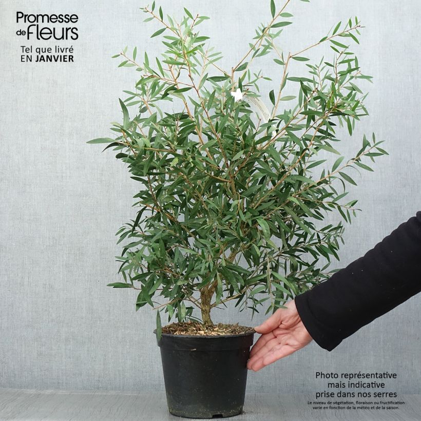 Example of Callistemon Red rocket - Rince bouteille Pot van 3 l/4 l as you get in hiver