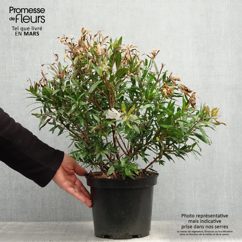 Exemplaar van Callistemon citrinus Red rocket - Lampenpoetser Pot van 3 l/4 l zoals geleverd in de lente