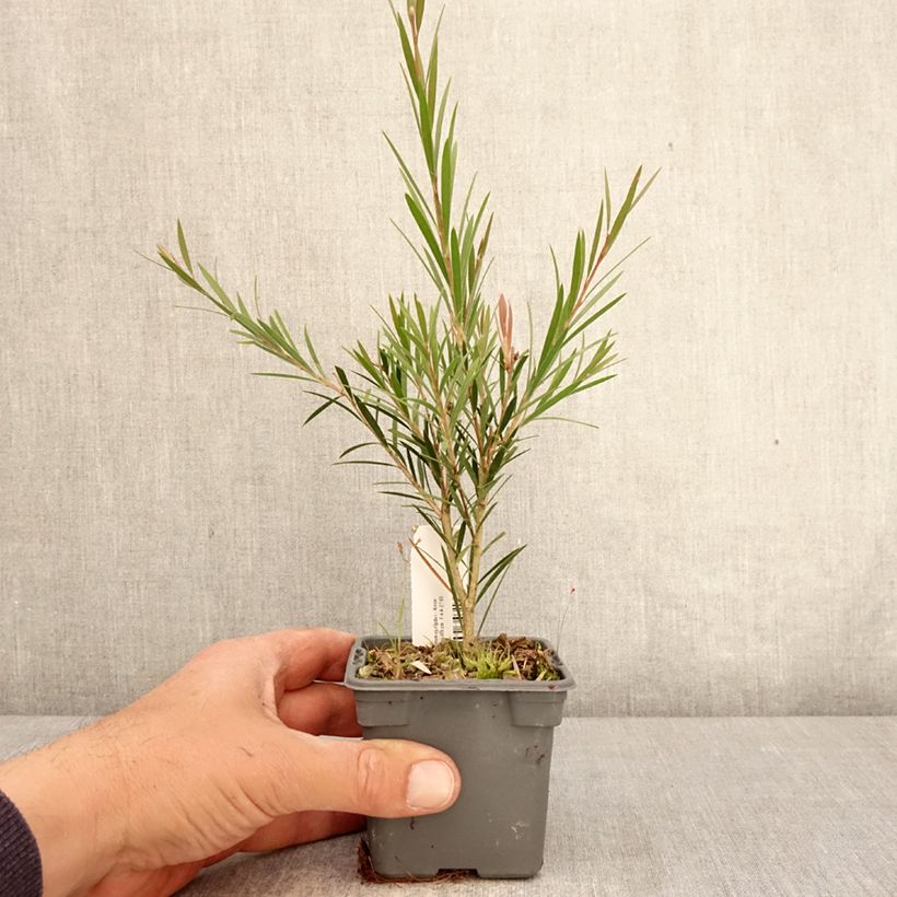 Exemplaar van Callistemon rigidus - Lampenpoetser Kweekpotje van 8/9 cm zoals geleverd in de lente