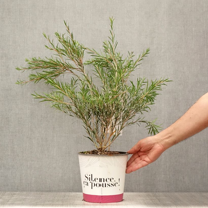 Exemplaar van Callistemon rigidus - Lampenpoetser Pot van 4 l/5 l zoals geleverd in de zomer