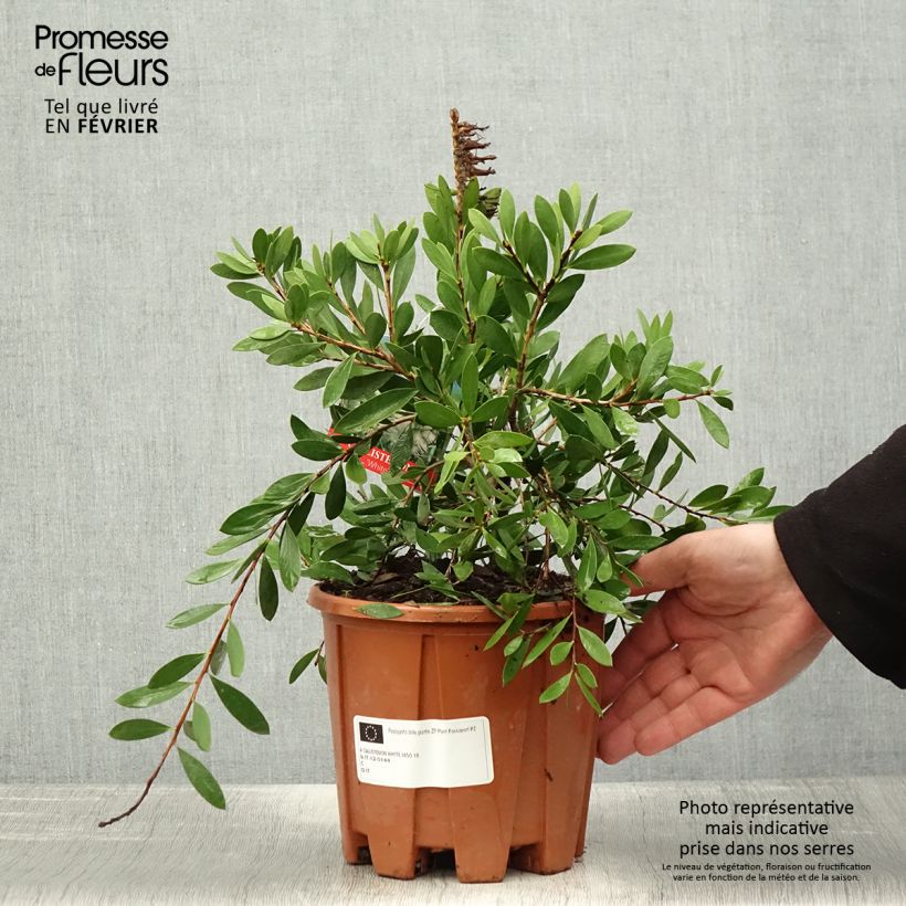 Example of Callistemon salignus White - Lampenpoetser wit Pot van 2 l/3 l as you get in hiver