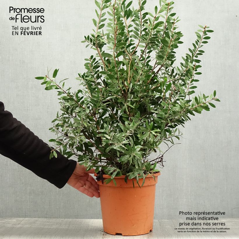 Example of Callistemon viminalis Bright Pink - Rince bouteille pleureur Pot van 7,5 l/10 l as you get in hiver