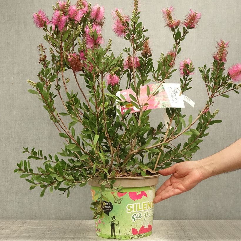 Exemplaar van Callistemon viminalis Hot Pink - Lampenpoetser Pot van 6 l/7 l zoals geleverd in de zomer