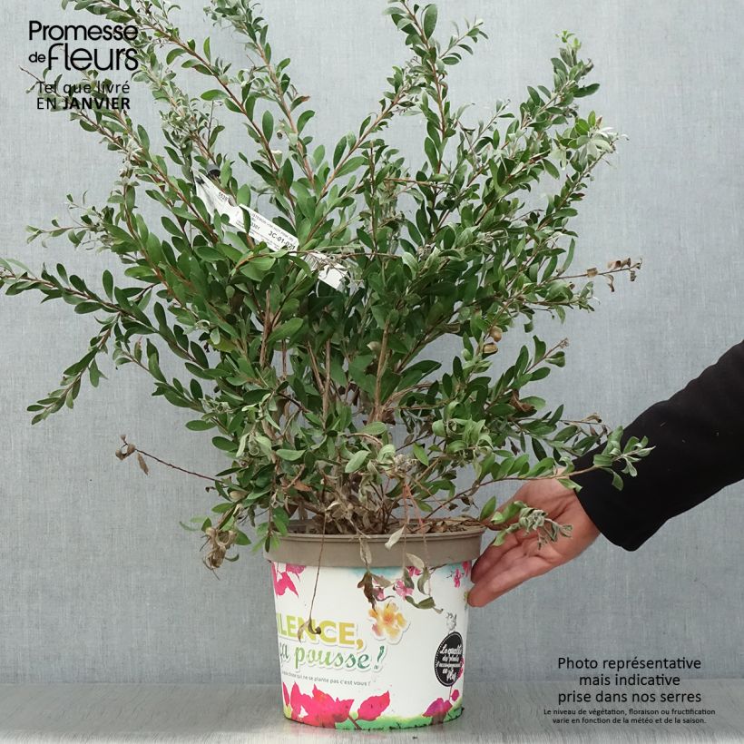 Example of Callistemon viminalis Hot Pink – Rince bouteille Pot van 6 l/7 l as you get in hiver