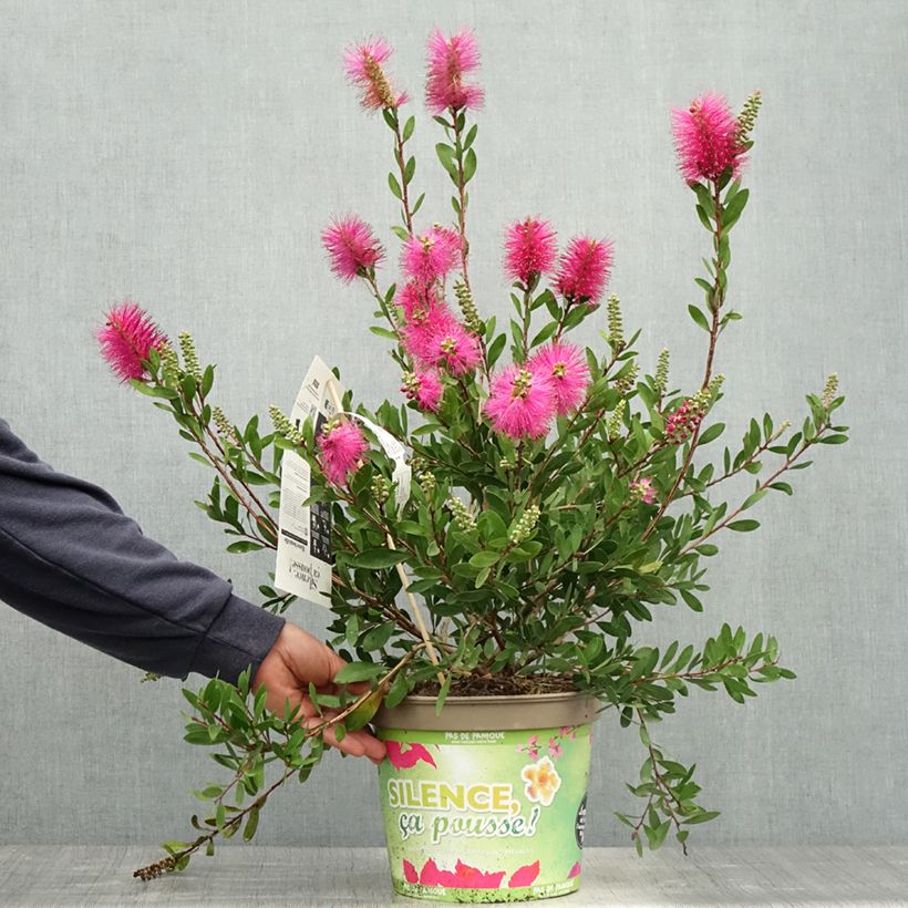 Exemplaar van Callistemon viminalis Hot Pink - Lampenpoetser Pot van 6 l/7 l zoals geleverd in de lente