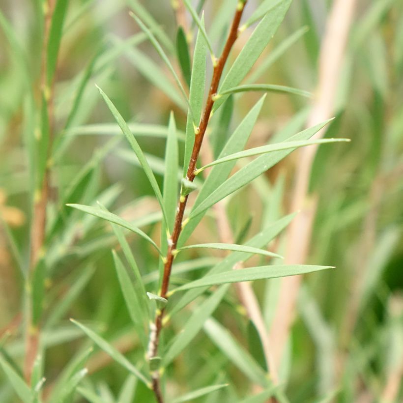 Callistemon Woodlanders Hardy - Lampenpoetser (Foliage)