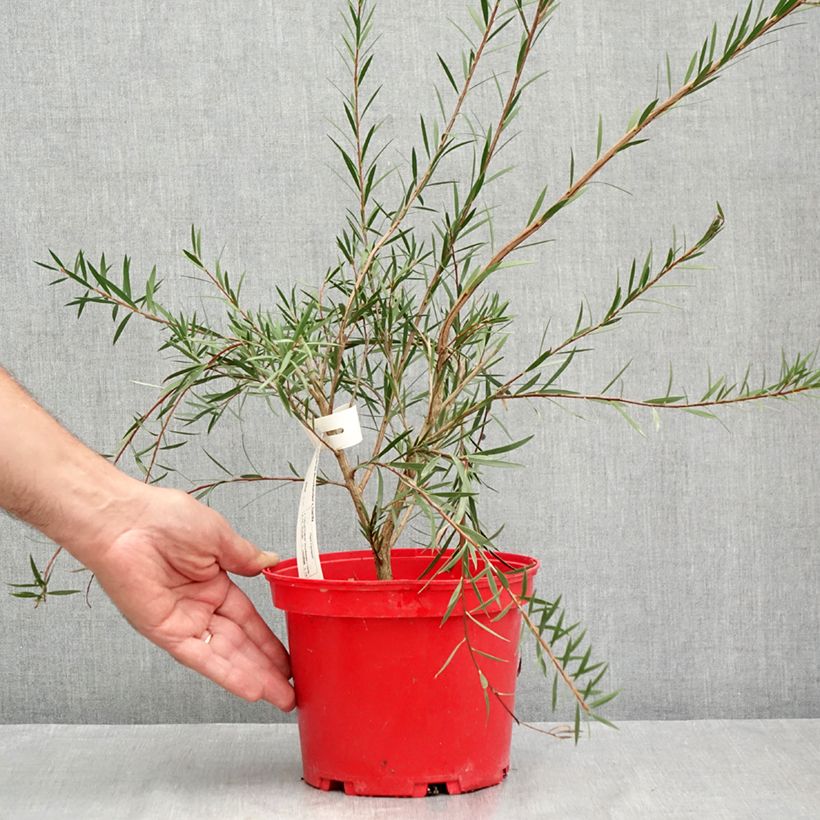 Exemplaar van Callistemon Woodlanders Hardy - Lampenpoetser Pot van 3 l/4 l zoals geleverd in de zomer