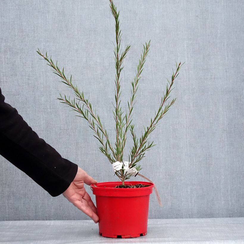 Example of Callistemon Woodlander's Hardy - Rince-bouteille Pot van 3 l/4 l as you get in hiver