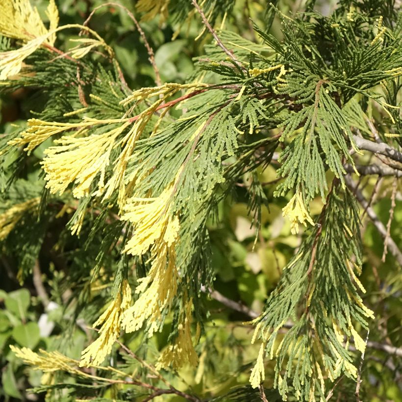Calocedrus decurrens Aureovariegata (Blad)