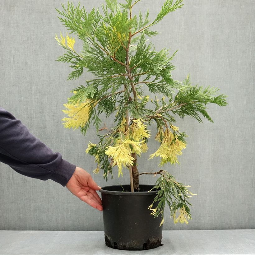 Exemplaar van Calocedrus decurrens Aureovariegata Pot van 7,5 l/10 l zoals geleverd in de zomer