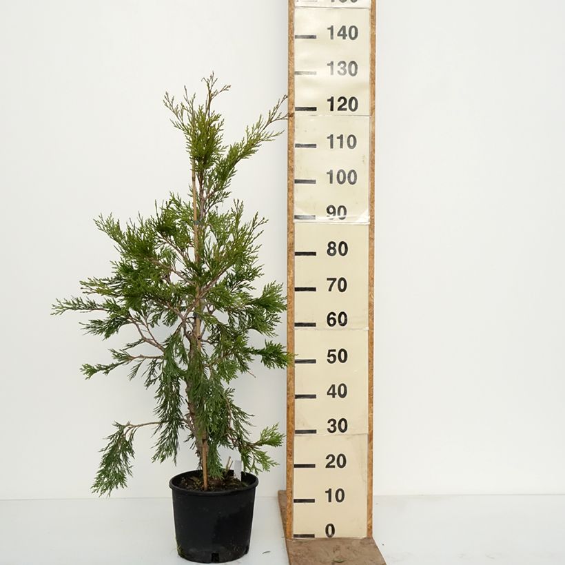 Exemplaar van Calocedrus decurrens Aureovariegata Pot van 7,5 l/10 l zoals geleverd in de winter
