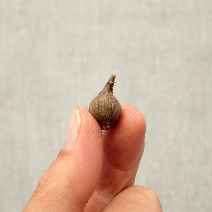 Exemplaar van Calochortus lilacinus Cupido - Vlindertulp Bol kaliber 4+ zoals geleverd in de herfst