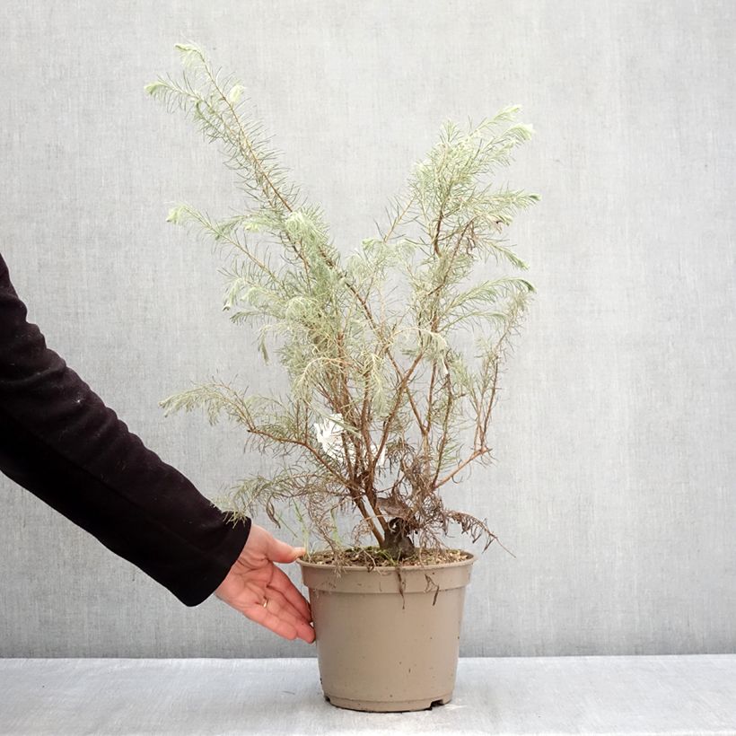 Example of Calothamnus quadrifidus Grey Form - grijze calothamnus Pot van 4 l/5 l as you get in hiver