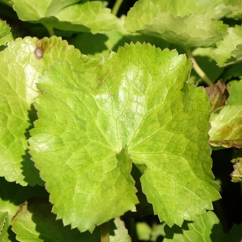 Caltha palustris var. alba - Witte dotterbloem (Blad)
