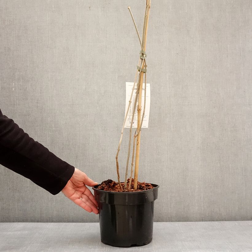 Example of Calycanthus chinensis - Arbre aux anémones Pot van 3 l/4 l as you get in hiver