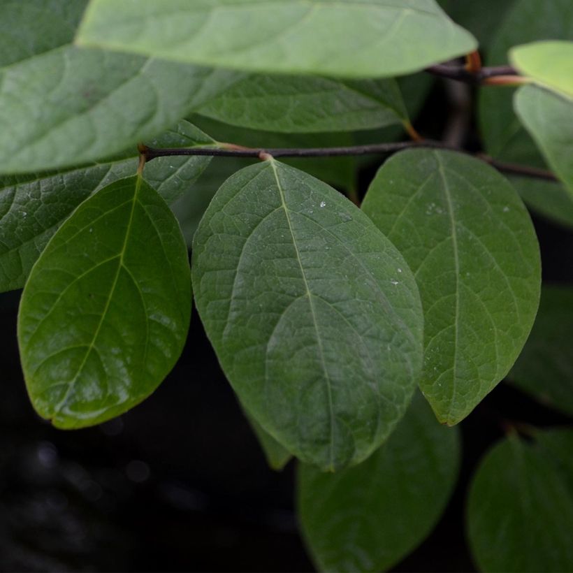 Calycanthus floridus - Specerijstruik (Foliage)