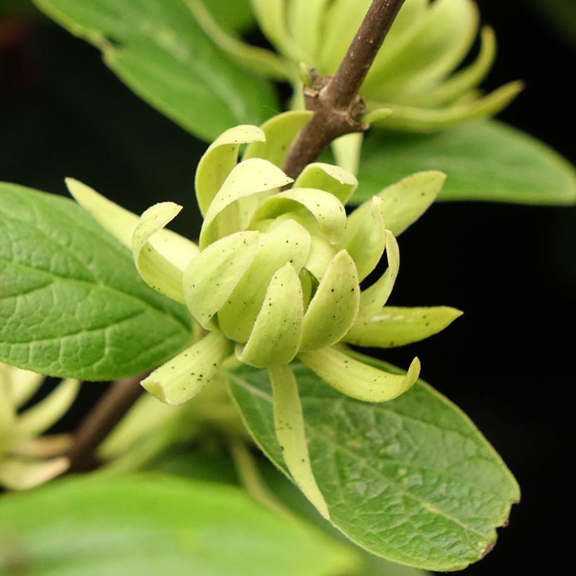 Calycanthus floridus Athens - Specerijstruik (Bloei)