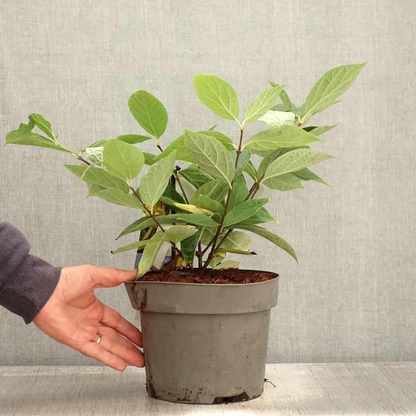Exemplaar van Calycanthus floridus Athens - Specerijstruik Pot van 3 l/4 l zoals geleverd in de herfst