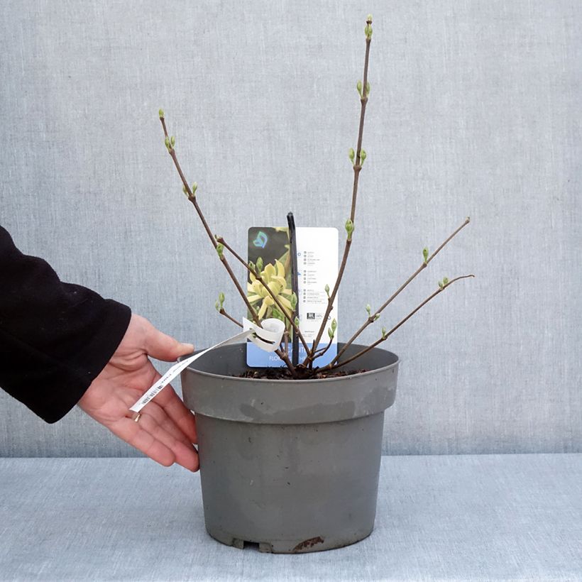 Exemplaar van Calycanthus floridus Athens - Specerijstruik Pot van 3 l/4 l zoals geleverd in de lente