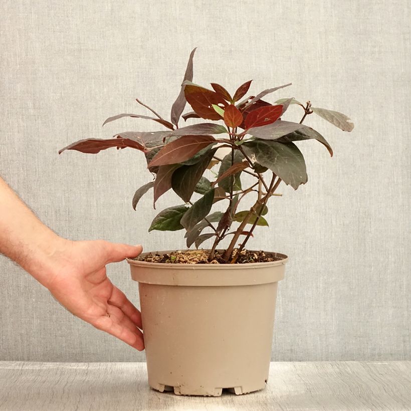 Exemplaar van Calycanthus floridus Burgundy Spice - Specerijstruik Pot van 4 l/5 l zoals geleverd in de zomer