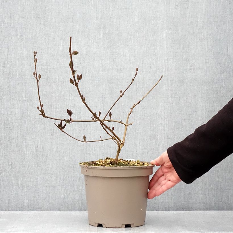 Exemplaar van Calycanthus floridus Burgundy Spice - Specerijstruik Pot van 4 l/5 l zoals geleverd in de lente