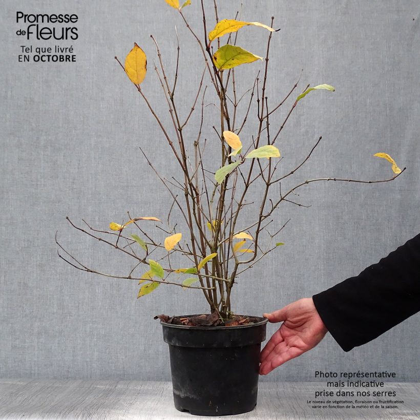 Exemplaar van Calycanthus floridus - Specerijstruik Pot van 4 l/5 l zoals geleverd in de herfst
