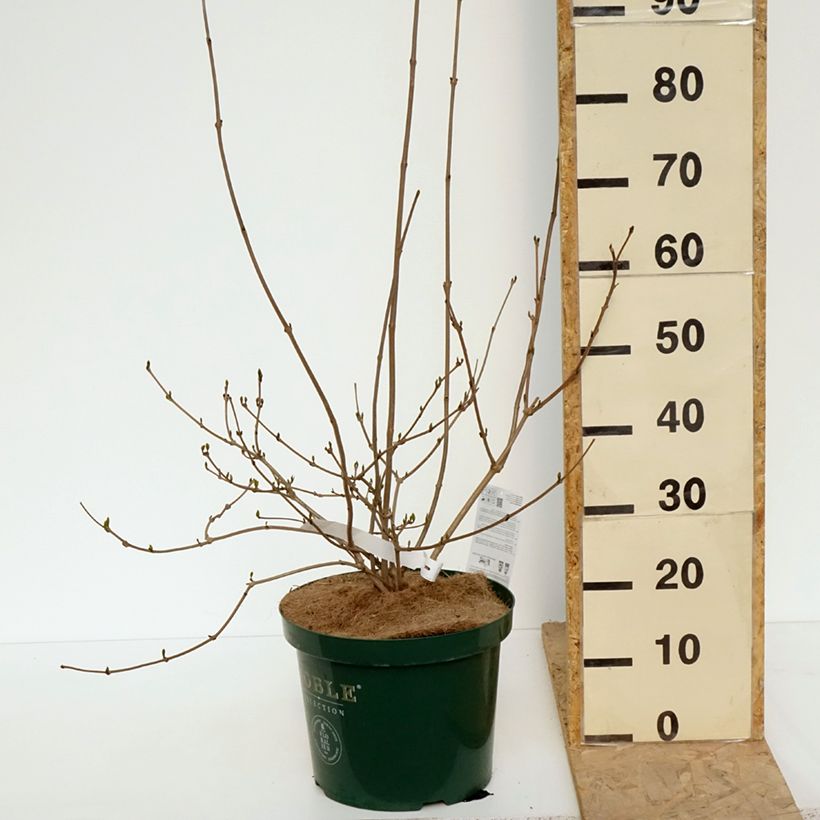 Exemplaar van Calycanthus raulstonii Venus - Specerijstruik Pot van 7,5 l/10 l zoals geleverd in de lente