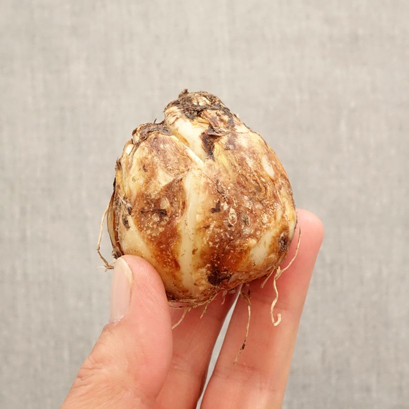 Exemplaar van Camassia Blue Heaven - Prairielelie Bol kaliber 14+ zoals geleverd in de lente