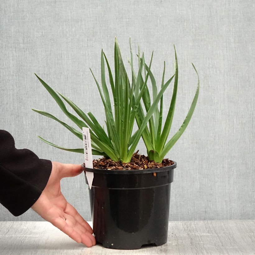 Exemplaar van Camassia cusickii - Prairielelie Pot van 2 l/3 l zoals geleverd in de lente