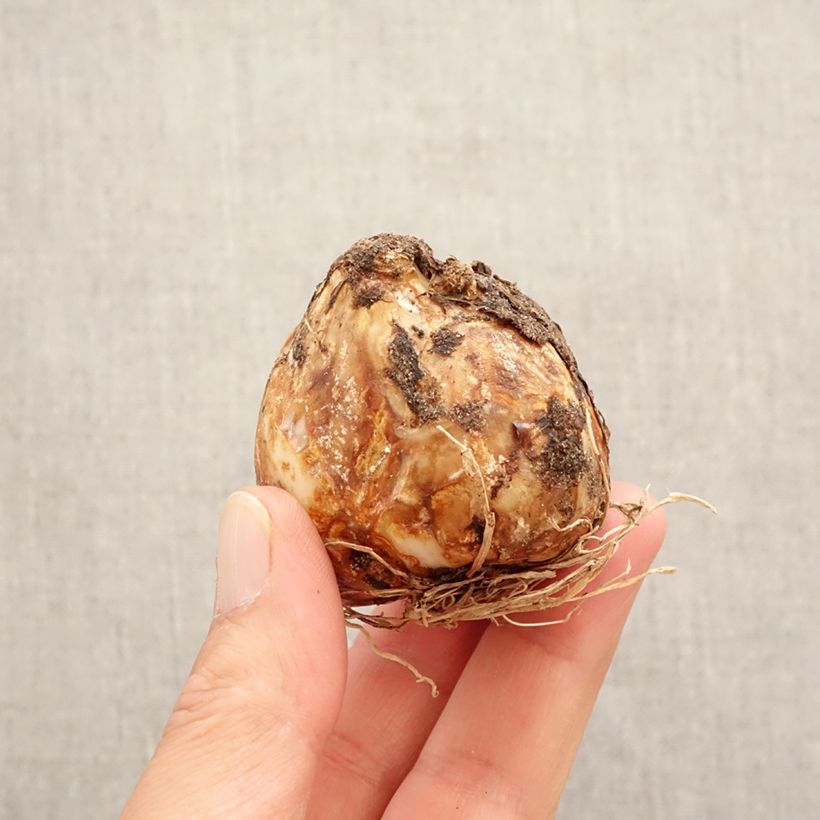 Example of Camassia leichtlinii Blanc Bol size 14+ as you get in printemps