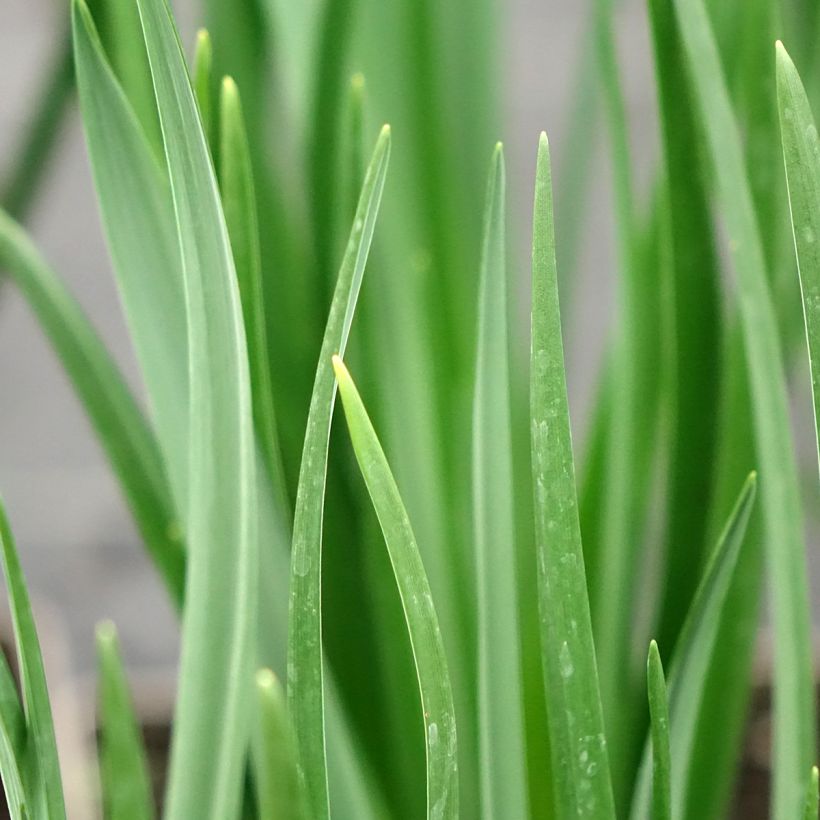 Camassia leichtlinii Alba - Prairielelie (Blad)