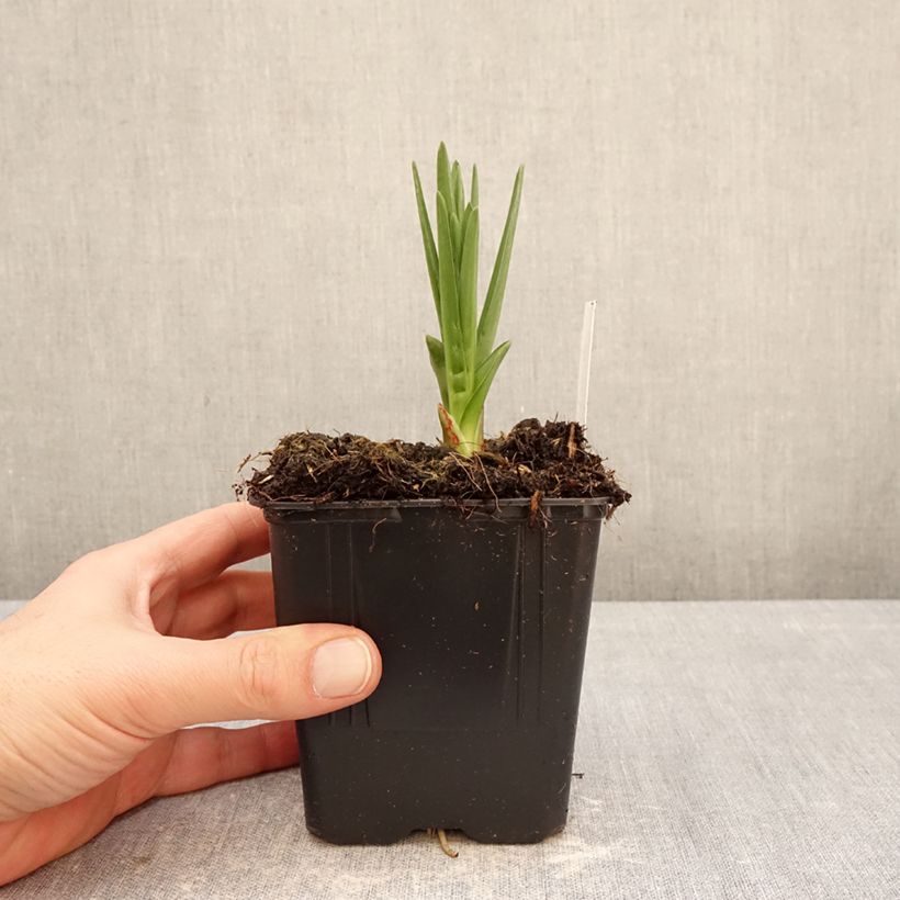 Exemplaar van Camassia leichtlinii subsp. suksdorfii Caerulea - Prairielelie Pot van 1 l/1,5 l zoals geleverd in de winter