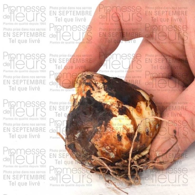 Voorbeeld van een exemplaar van Camassia leichtlinii Semiplena Bulbe calibre 12+ zoals geleverd