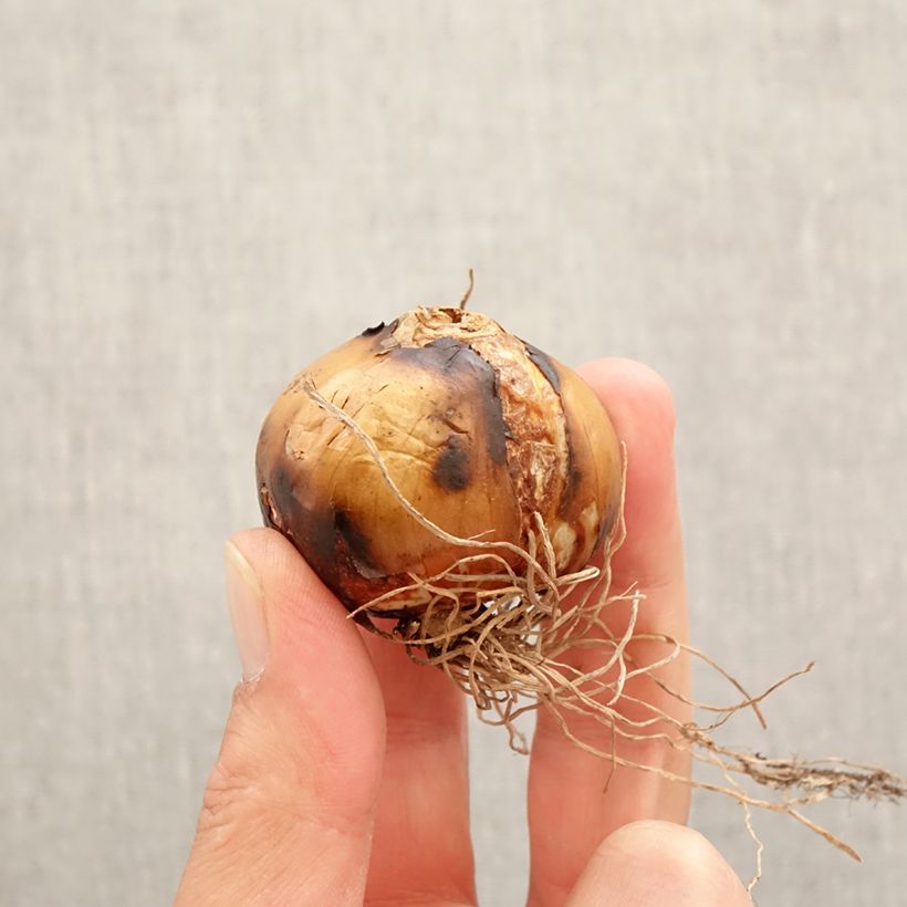 Exemplaar van Camassia leichtlinii Semiplena - Prairielelie Bol kaliber 12+ zoals geleverd in de lente
