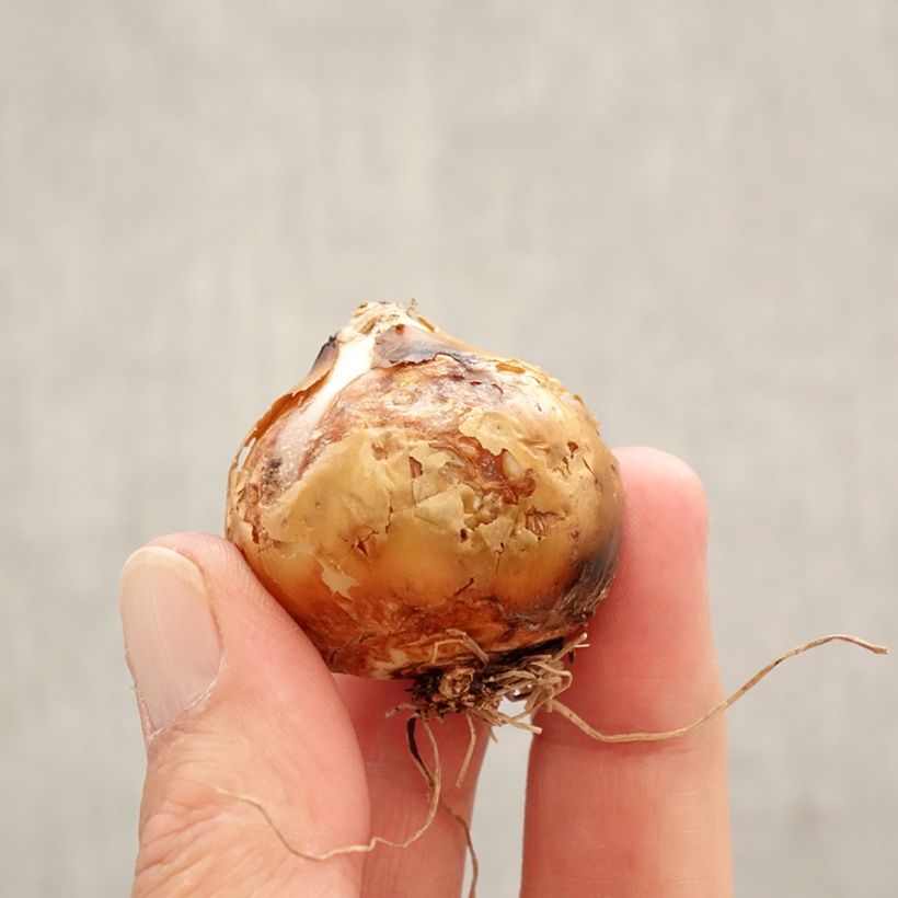 Exemplaar van Camassia leichtlinii Silk River - Prairielelie Bol kaliber 12+ zoals geleverd in de lente