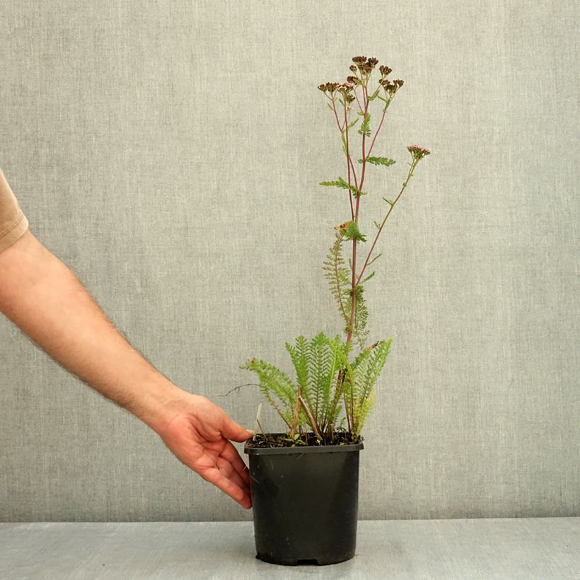 Exemplaar van Camassia leichtlinii Silk River - Prairielelie Pot van 2 l/3 l zoals geleverd in de zomer