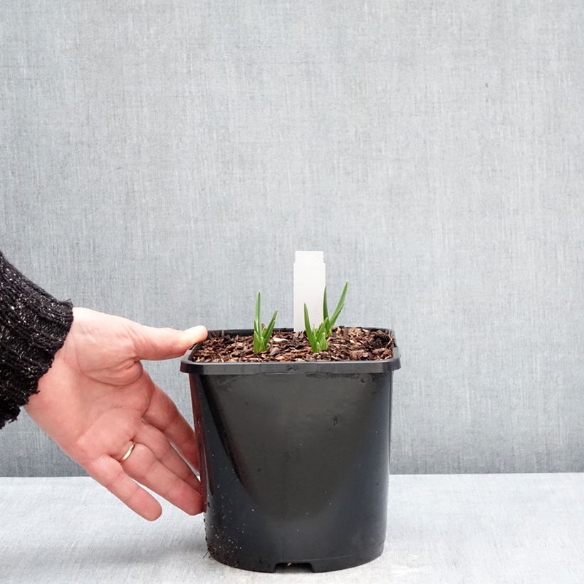 Exemplaar van Camassia leichtlinii Silk River - Prairielelie Pot van 2 l/3 l zoals geleverd in de winter