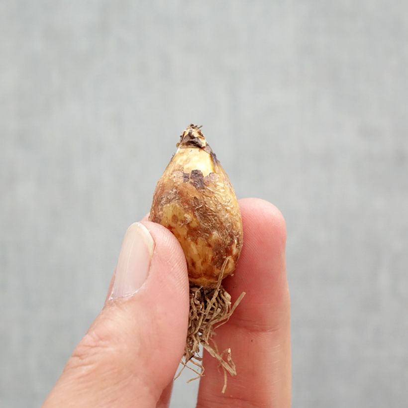 Exemplaar van Camassia quamash - Prairielelie Bol kaliber 6+ zoals geleverd in de lente