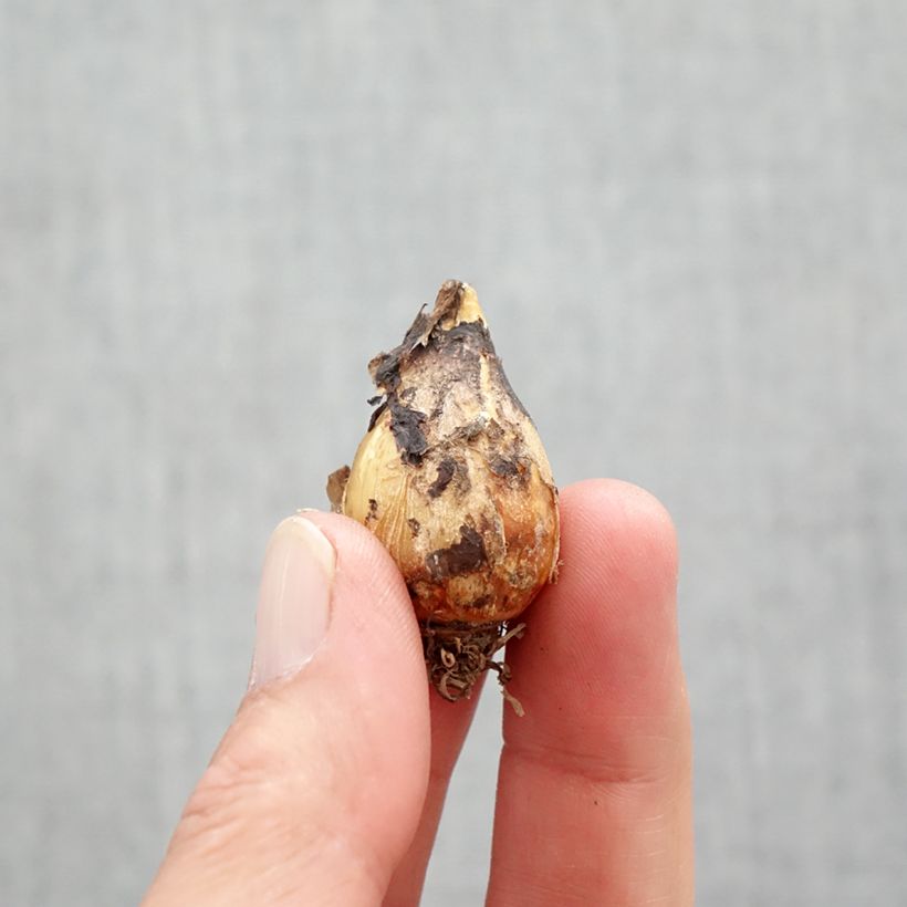 Exemplaar van Camassia quamash Orion - Prairielelie Bol kaliber 6+ zoals geleverd in de lente