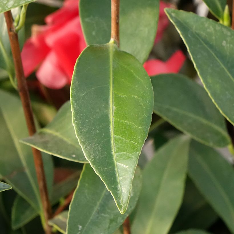 Camellia 1001 Summer Nights Jasmine (Blad)