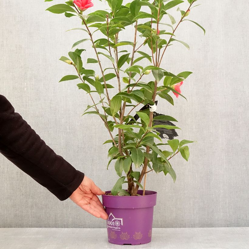 Example of Camélia 1001 Summer Nights Jasmine - Camellia x changii Pot van 3 l/4 l as you get in hiver